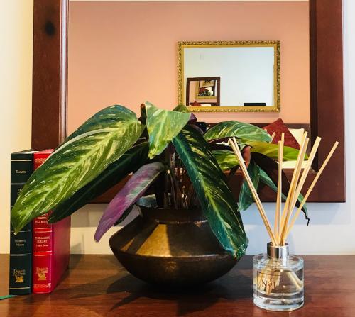 Plant & diffuser 2.jpg_1578851168